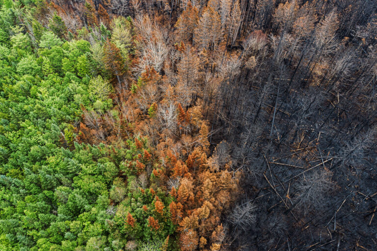 Part of a forest charred after a wildfire, the other maintaining its verdant green, illustrating the importance of investing in resilience