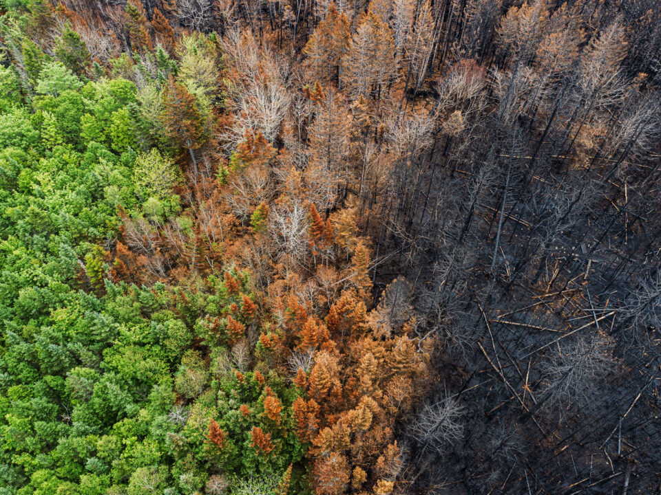 Part of a forest charred after a wildfire, the other maintaining its verdant green, illustrating the importance of investing in resilience